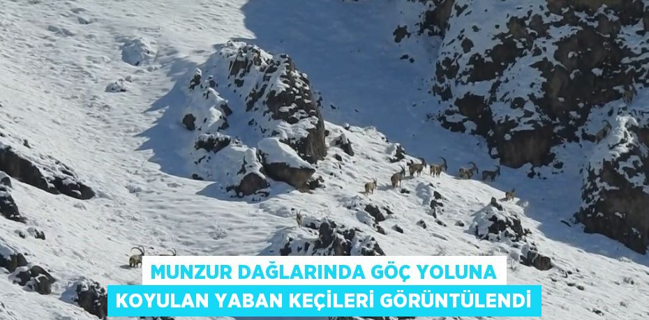 MUNZUR DAĞLARINDA GÖÇ YOLUNA KOYULAN YABAN KEÇİLERİ GÖRÜNTÜLENDİ