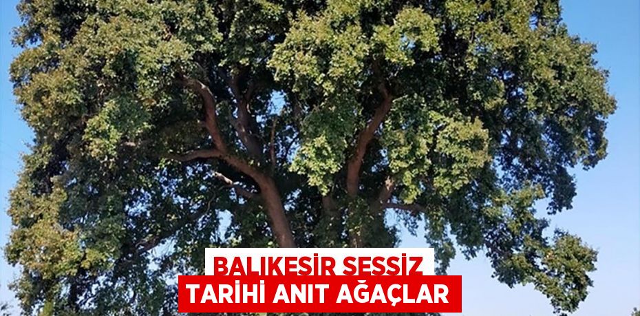 Balıkesir sessiz tarihi Anıt Ağaçlar