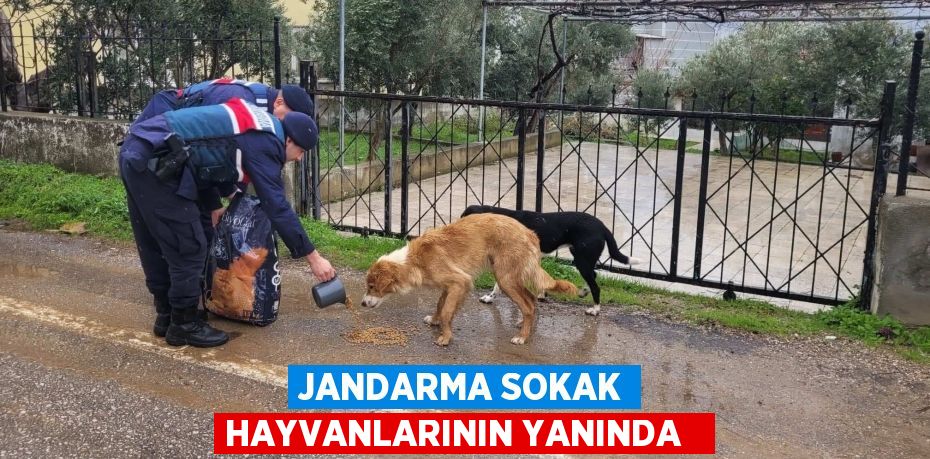 Jandarma sokak hayvanlarının yanında  