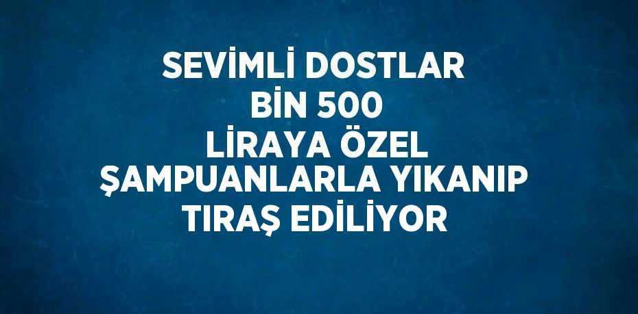 SEVİMLİ DOSTLAR BİN 500 LİRAYA ÖZEL ŞAMPUANLARLA YIKANIP TIRAŞ EDİLİYOR