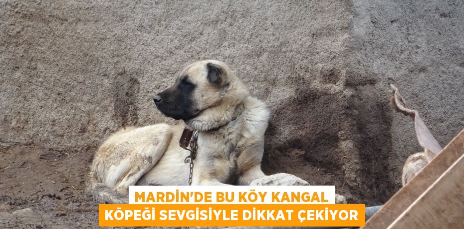 Mardin’de bu köy kangal köpeği sevgisiyle dikkat çekiyor