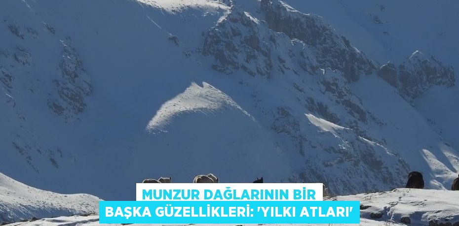 MUNZUR DAĞLARININ BİR BAŞKA GÜZELLİKLERİ: 'YILKI ATLARI'