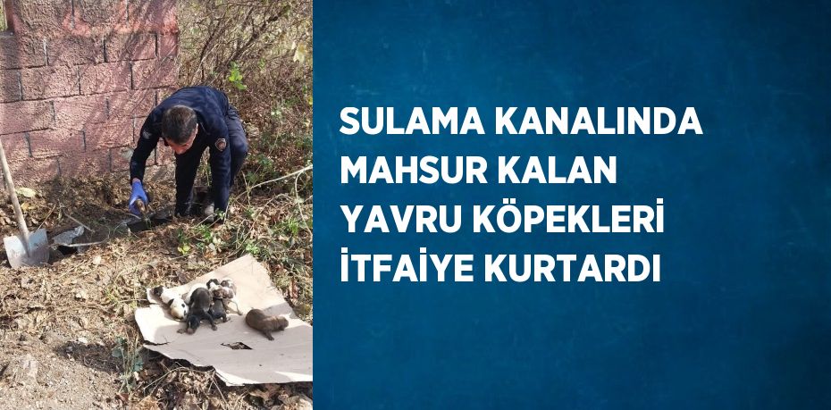 SULAMA KANALINDA MAHSUR KALAN YAVRU KÖPEKLERİ İTFAİYE KURTARDI