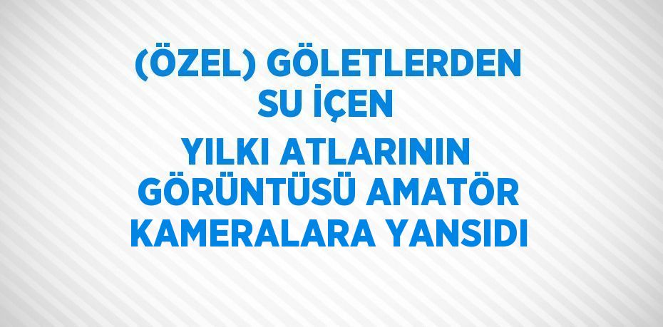 (ÖZEL) GÖLETLERDEN SU İÇEN YILKI ATLARININ GÖRÜNTÜSÜ AMATÖR KAMERALARA YANSIDI