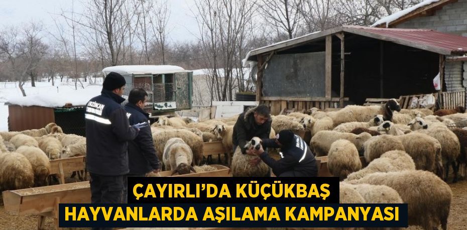 ÇAYIRLI’DA KÜÇÜKBAŞ HAYVANLARDA AŞILAMA KAMPANYASI