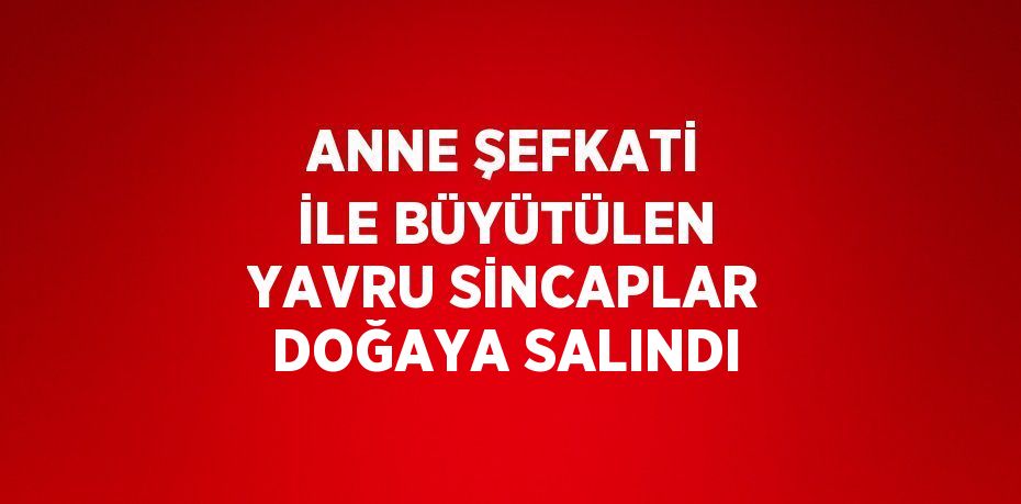 ANNE ŞEFKATİ İLE BÜYÜTÜLEN YAVRU SİNCAPLAR DOĞAYA SALINDI