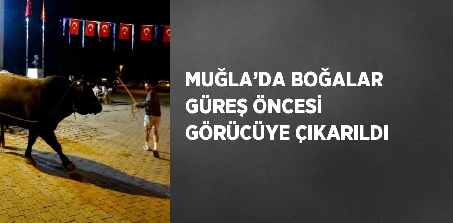 MUĞLA’DA BOĞALAR GÜREŞ ÖNCESİ GÖRÜCÜYE ÇIKARILDI