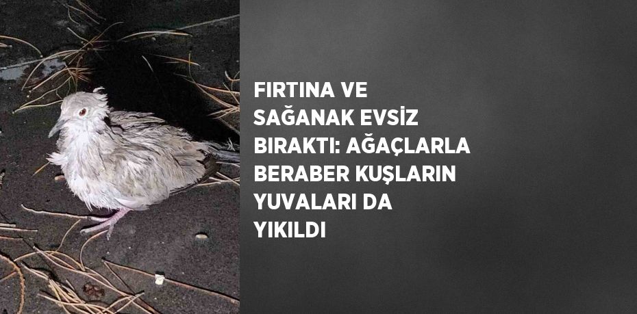 FIRTINA VE SAĞANAK EVSİZ BIRAKTI: AĞAÇLARLA BERABER KUŞLARIN YUVALARI DA YIKILDI