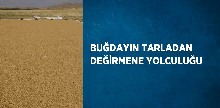 BUĞDAYIN TARLADAN DEĞİRMENE YOLCULUĞU