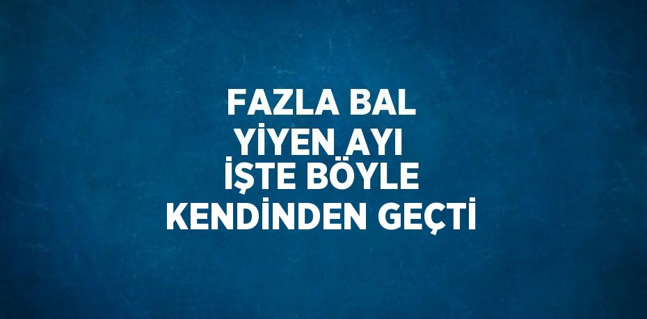 FAZLA BAL YİYEN AYI İŞTE BÖYLE KENDİNDEN GEÇTİ