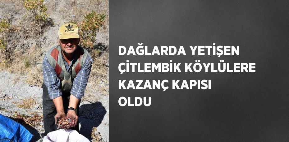 DAĞLARDA YETİŞEN ÇİTLEMBİK KÖYLÜLERE KAZANÇ KAPISI OLDU