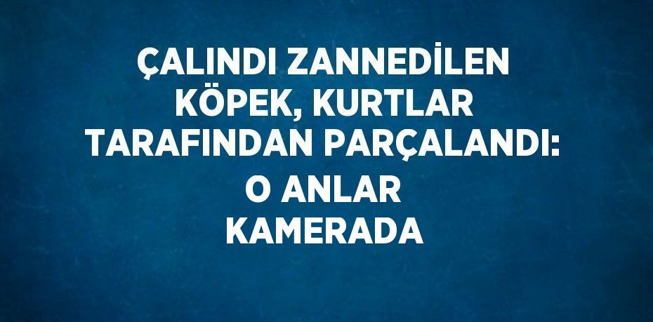 ÇALINDI ZANNEDİLEN KÖPEK, KURTLAR TARAFINDAN PARÇALANDI: O ANLAR KAMERADA