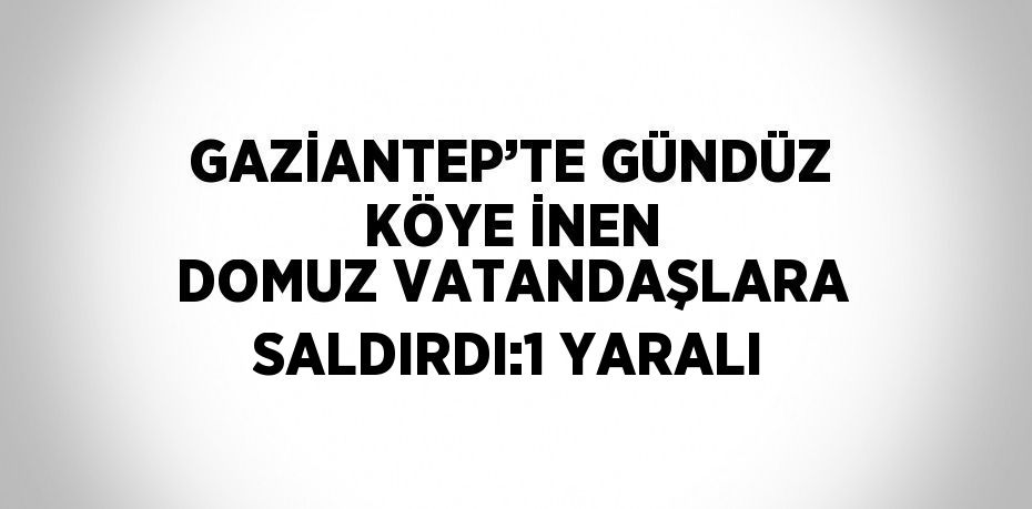 GAZİANTEP’TE GÜNDÜZ KÖYE İNEN DOMUZ VATANDAŞLARA SALDIRDI:1 YARALI