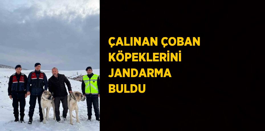 ÇALINAN ÇOBAN KÖPEKLERİNİ JANDARMA BULDU