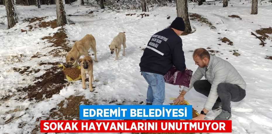 EDREMİT BELEDİYESİ SOKAK HAYVANLARINI UNUTMUYOR