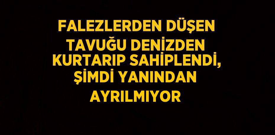 FALEZLERDEN DÜŞEN TAVUĞU DENİZDEN KURTARIP SAHİPLENDİ, ŞİMDİ YANINDAN AYRILMIYOR