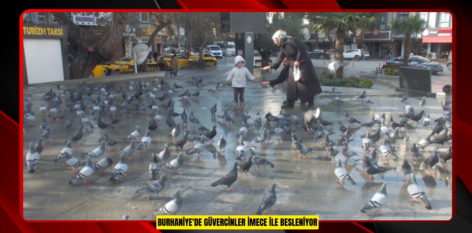 Burhaniye'de güvercinler imece ile besleniyor  