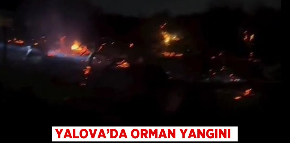 YALOVA’DA ORMAN YANGINI