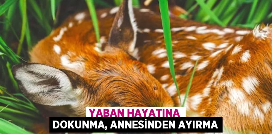 YABAN HAYATINA DOKUNMA, ANNESİNDEN AYIRMA