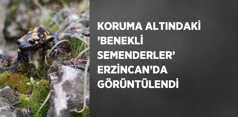 KORUMA ALTINDAKİ ’BENEKLİ SEMENDERLER’ ERZİNCAN’DA GÖRÜNTÜLENDİ