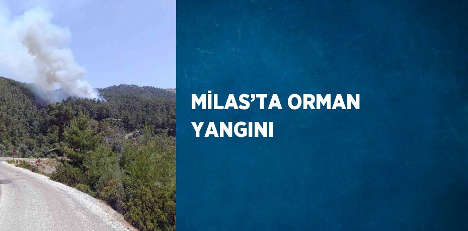 MİLAS’TA ORMAN YANGINI