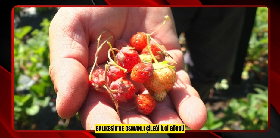 Balıkesir'de Osmanlı Çileği ilgi gördü