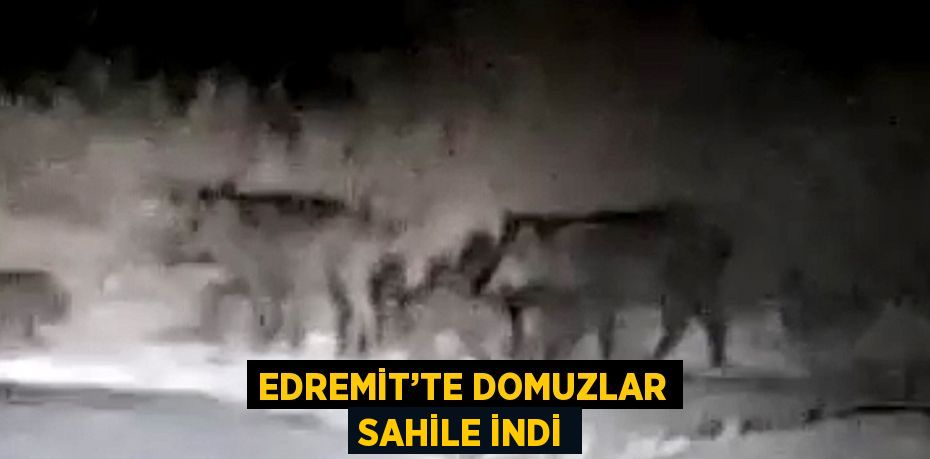 EDREMİT’TE DOMUZLAR SAHİLE İNDİ