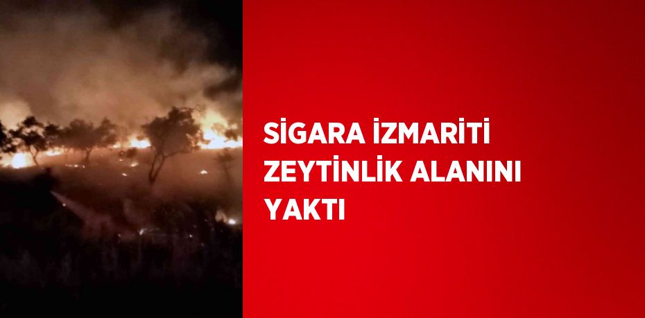 SİGARA İZMARİTİ ZEYTİNLİK ALANINI YAKTI