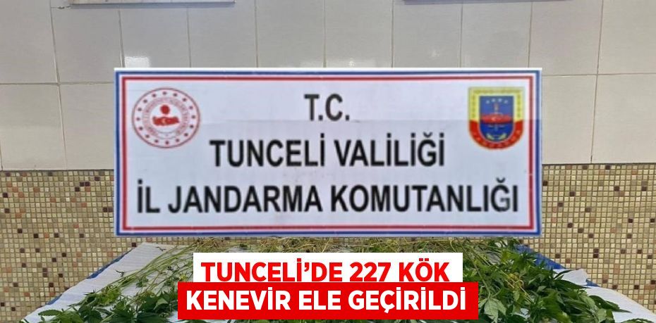 TUNCELİ’DE 227 KÖK KENEVİR ELE GEÇİRİLDİ