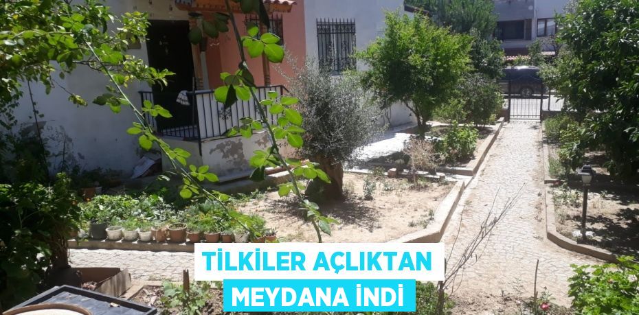 Tilkiler açlıktan meydana indi