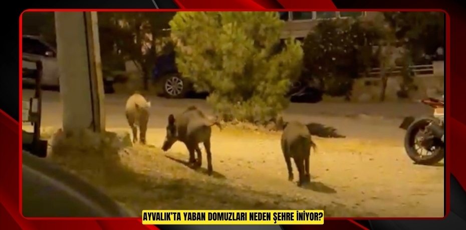 AYVALIK’TA YABAN DOMUZLARI NEDEN ŞEHRE İNİYOR?