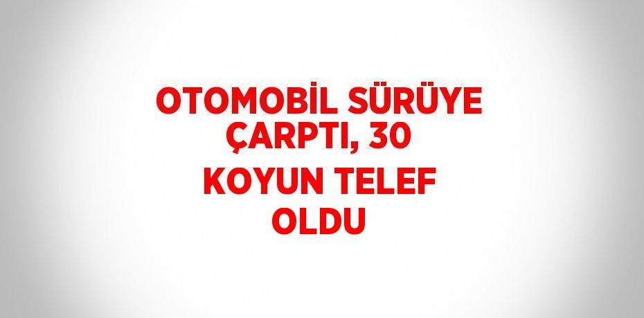 OTOMOBİL SÜRÜYE ÇARPTI, 30 KOYUN TELEF OLDU