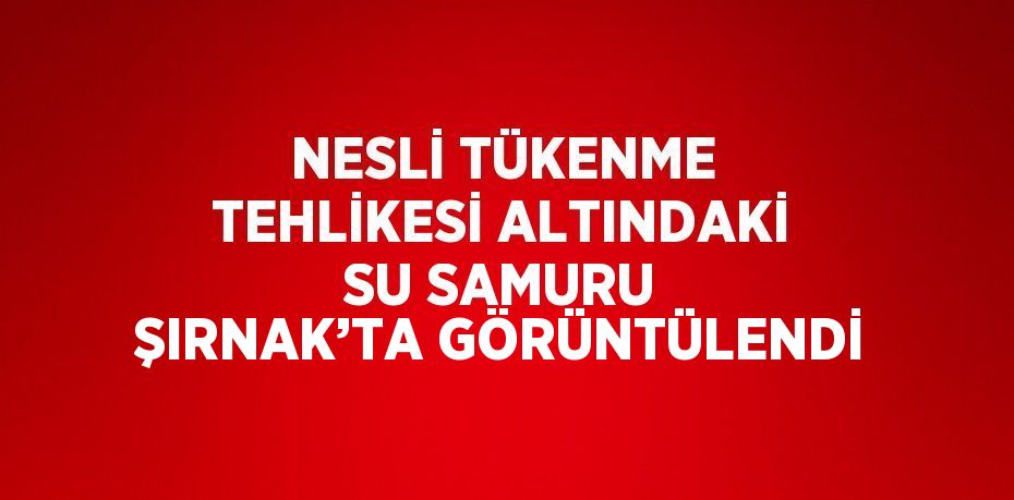 NESLİ TÜKENME TEHLİKESİ ALTINDAKİ SU SAMURU ŞIRNAK’TA GÖRÜNTÜLENDİ