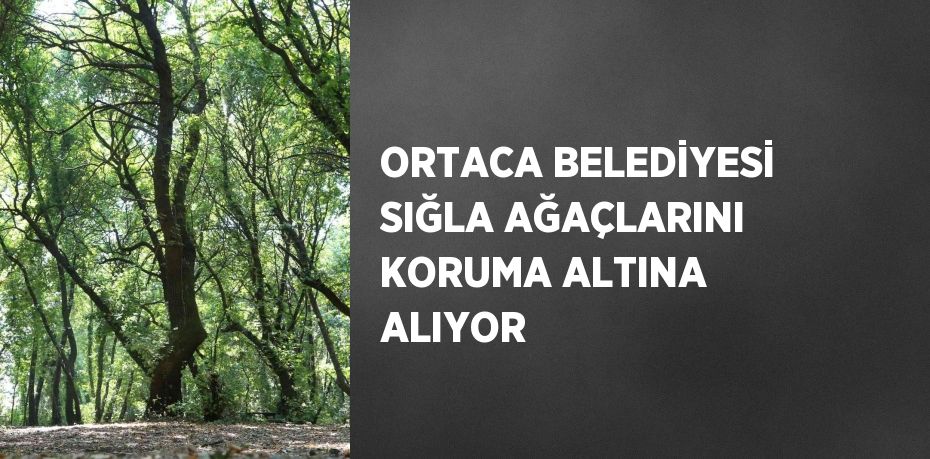 ORTACA BELEDİYESİ SIĞLA AĞAÇLARINI KORUMA ALTINA ALIYOR