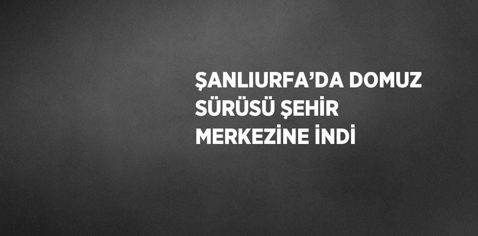 ŞANLIURFA’DA DOMUZ SÜRÜSÜ ŞEHİR MERKEZİNE İNDİ