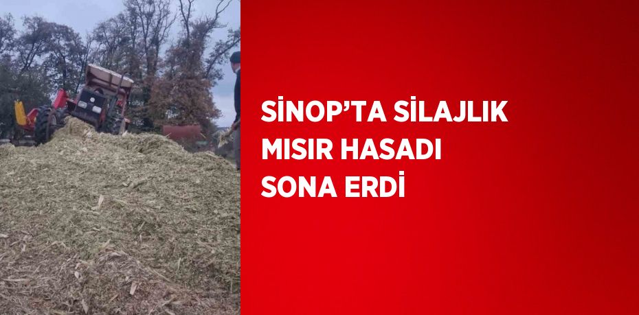 SİNOP’TA SİLAJLIK MISIR HASADI SONA ERDİ