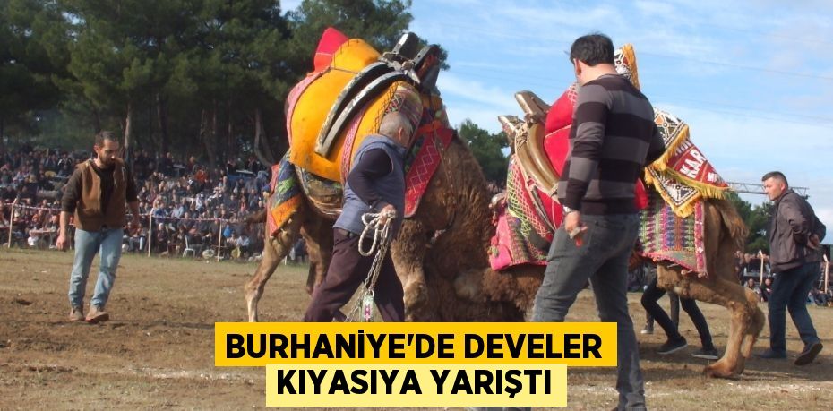 Burhaniye’de develer kıyasıya yarıştı