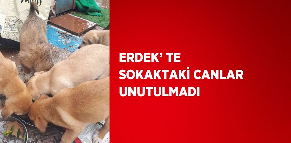 ERDEK’ TE SOKAKTAKİ CANLAR UNUTULMADI