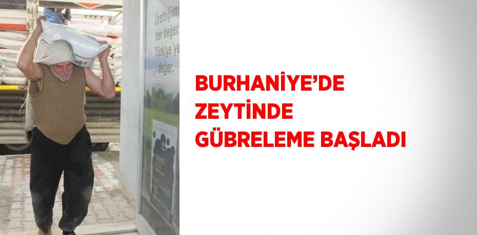 BURHANİYE’DE ZEYTİNDE GÜBRELEME BAŞLADI