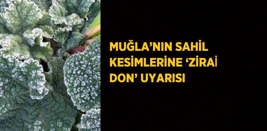 MUĞLA’NIN SAHİL KESİMLERİNE ‘ZİRAİ DON’ UYARISI