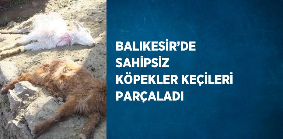 BALIKESİR’DE SAHİPSİZ KÖPEKLER KEÇİLERİ PARÇALADI