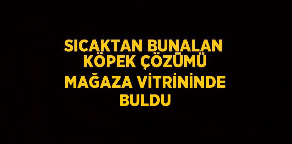 SICAKTAN BUNALAN KÖPEK ÇÖZÜMÜ MAĞAZA VİTRİNİNDE BULDU