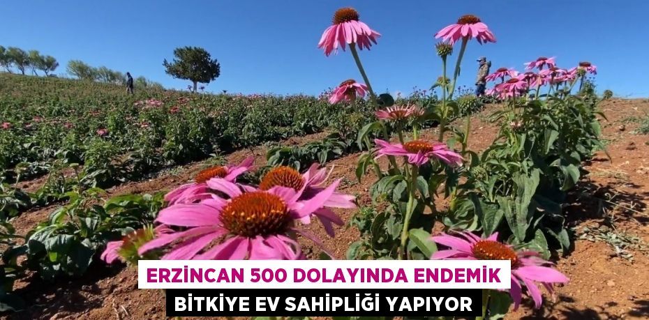 ERZİNCAN 500 DOLAYINDA ENDEMİK BİTKİYE EV SAHİPLİĞİ YAPIYOR