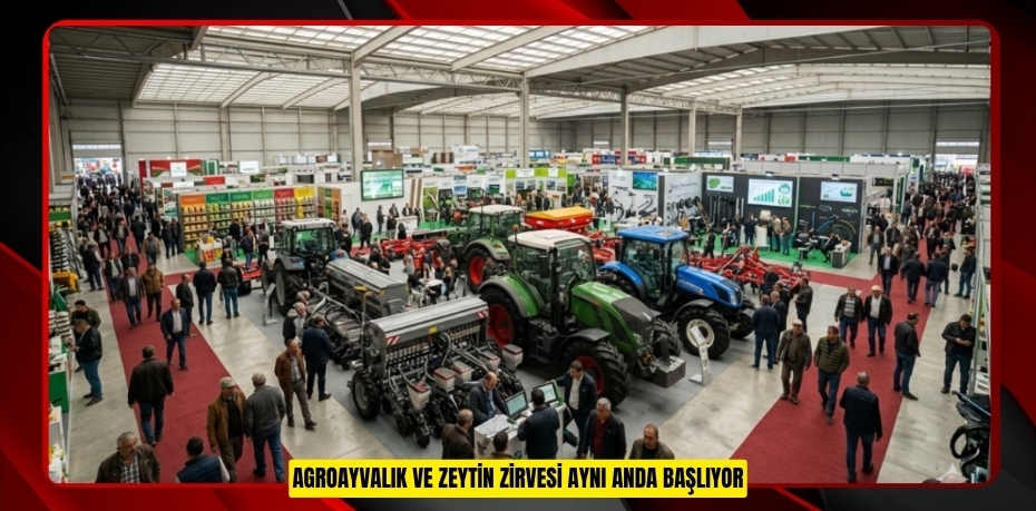 AGROAYVALIK VE ZEYTİN ZİRVESİ AYNI ANDA BAŞLIYOR