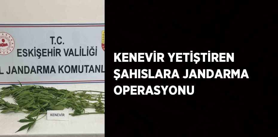 KENEVİR YETİŞTİREN ŞAHISLARA JANDARMA OPERASYONU