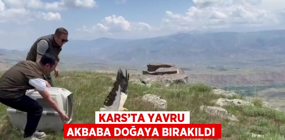 KARS’TA YAVRU AKBABA DOĞAYA BIRAKILDI