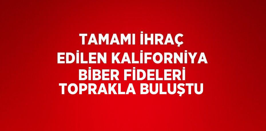 TAMAMI İHRAÇ EDİLEN KALİFORNİYA BİBER FİDELERİ TOPRAKLA BULUŞTU