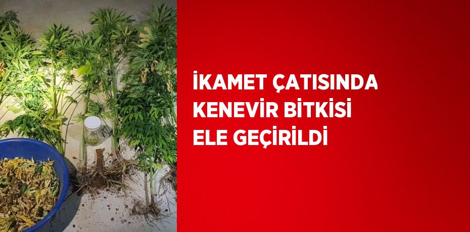 İKAMET ÇATISINDA KENEVİR BİTKİSİ ELE GEÇİRİLDİ