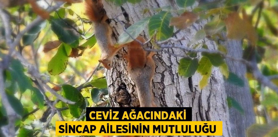 CEVİZ AĞACINDAKİ SİNCAP AİLESİNİN MUTLULUĞU