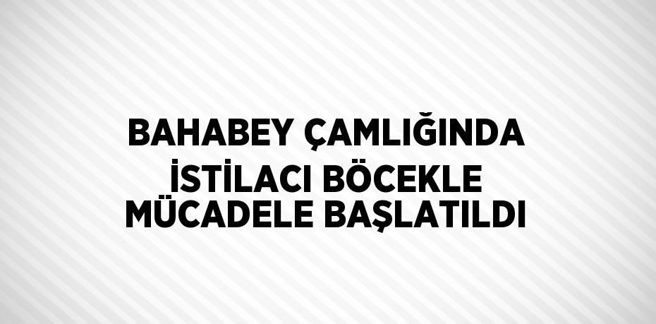 BAHABEY ÇAMLIĞINDA İSTİLACI BÖCEKLE MÜCADELE BAŞLATILDI